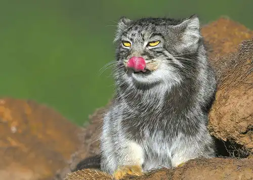 狗和猫的表情包兔狲