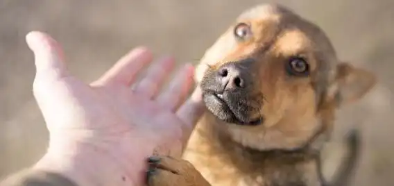 委屈的表情包动漫柴犬