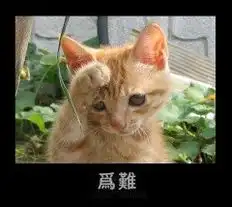  狗十猫表情邱之q的时尚图片yoka时尚空间