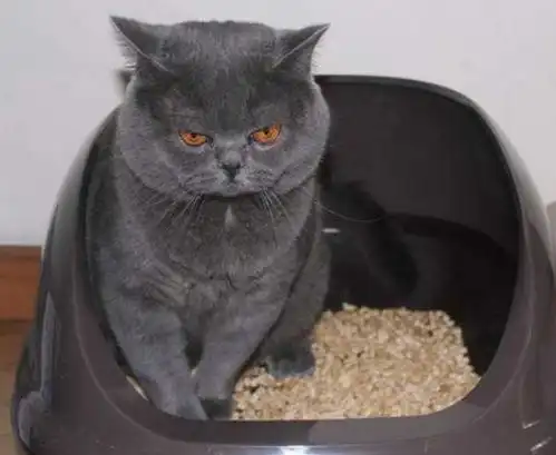  猫上完厕所狂奔逃离猫砂盆,真的是因为嫌弃自己的便便太臭吗