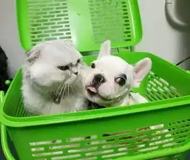  一只被猫嫌弃的狗狗,这狗生好悲哀