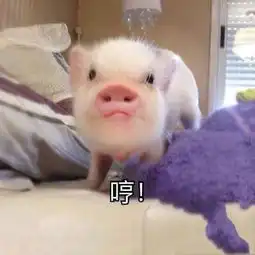 吸猪表情包下载小吸猪无水印表情下载腾牛下载