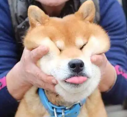  最有个性的五种狗狗,有你家的吗
