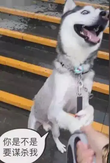  哈士奇要被扔下水那一刻,每时每刻都是二哈的表情包