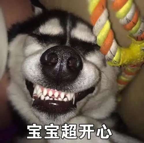  哈士奇狗界的颜值担当,随手一拍就是一张表情包