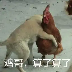  77张鸡表情包祝你鸡年大吉吧
