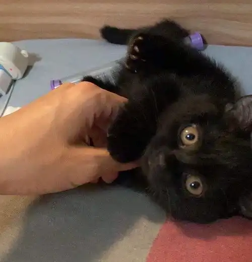 小黑猫的表情包家门