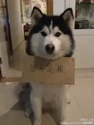  幸运的家园