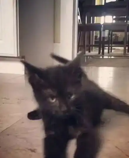  小黑猫患有先天性脑发育障碍,每天都痛苦挣扎,直到小猪猪的出现.....
