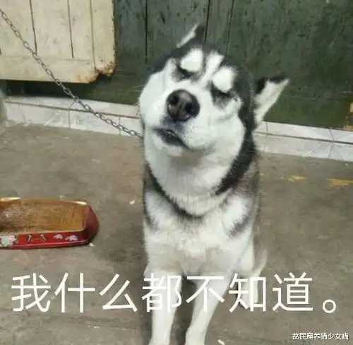  为了防止二哈拆家,铲屎官想了一个办法,二哈你别是个傻子吧