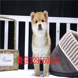  成都纯种日本柴犬多少钱一只专业繁育柴犬幼犬一只柴犬的价格网红表情包柴犬