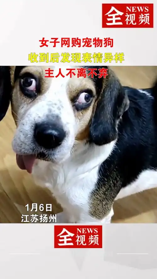 女子网购宠物狗,收到后发现表情异样,主人不离不弃善待动物意不意外动物成精