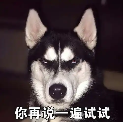  哈士奇开心是什么样子今日头条
