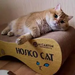  我想让大家看这只橘猫,因为它实在是太值得爱了,忍不住抱紧它