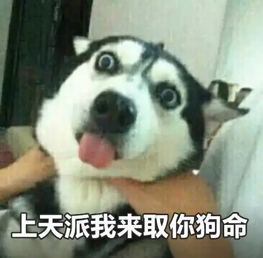  一波哈士奇表情包,哈哈收了去斗图