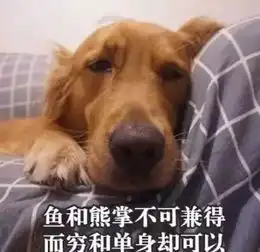  养了大金毛,你就拥有了一个强大的表情包