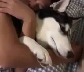  男子喝醉酒非要抱着哈士奇睡,然而狗子的表情,笑疯了
