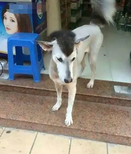  哈士奇在屋外生闷气,看到主人回家满脸委屈看你老婆干的好事