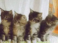  一排猫咪摇头动图抖音猫咪摇头表情包gif下载动态图片乐游网游戏下载