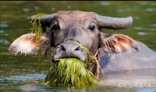 老牛吃嫩草表情包动图熊