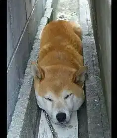  动摇哈士奇犬界地位的就是它,简直太魔性了