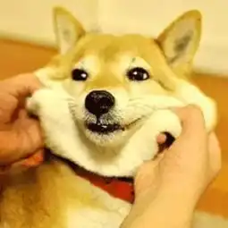  柴犬一种神奇的生物