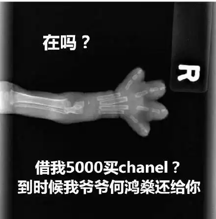  猫爪x光借钱表情包,在吗借我1000买纪梵希到时候我爸爸马云还给你
