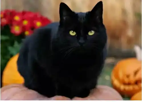 小黑猫的表情包周末3天