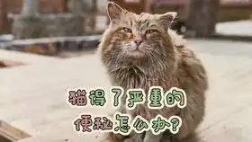  猫猫便秘时候的表情太搞笑了