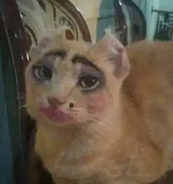 不敢相信表情包猫咪