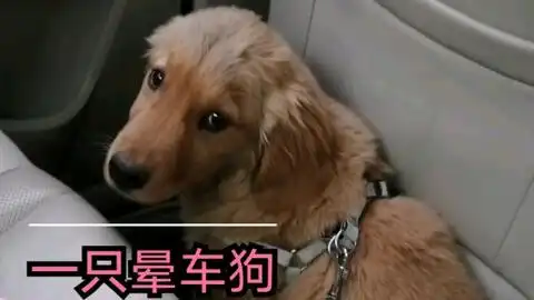 第一次坐车的小金毛晕车车,最后的小表情太委屈