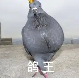  鸽子表情包晚上说好了哦