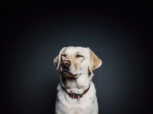狗和猫的表情包嫌弃