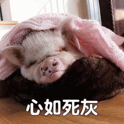 这一习惯足够说明荷兰猪不是猪