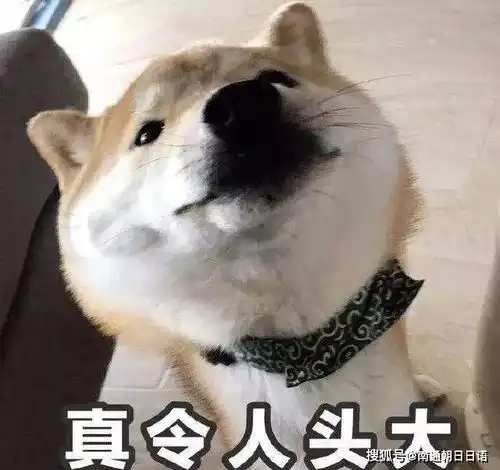 猫猫表情包高清听话