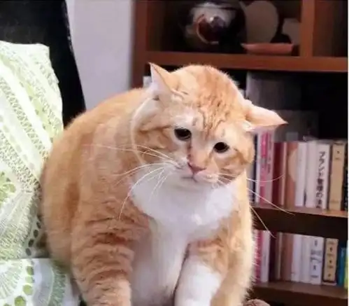  日本网友家的猫咪长了一张厌世颜,又丧又萌的表情,走红网络
