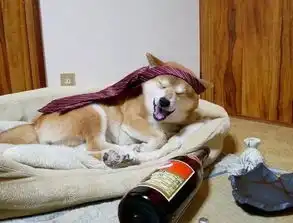  柴犬喝完这杯,我就是个废柴了