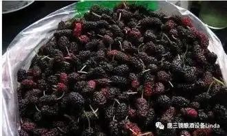  桑葚酒的家庭制作方法,简单美味