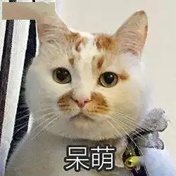  历史回顾网红猫咪楼楼表情包第七弹