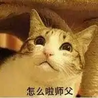  喵星人师徒搞笑聊天表情包