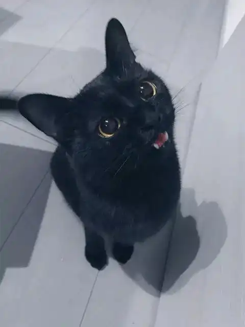 小黑猫的表情包猫咪