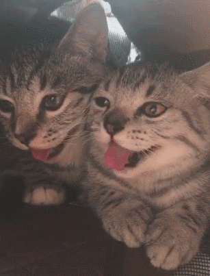  不守猫德我家猫竟给oo做了美黑