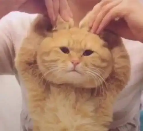 谁有这只猫的表情包带文字