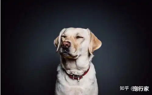  养狗之后,家里为何总是臭烘烘狗的体臭是什么因素引起的