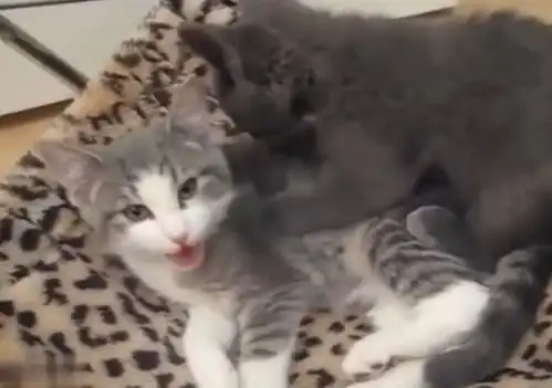  黑猫的按摩手法太赞了,看狸花猫的表情就知道了