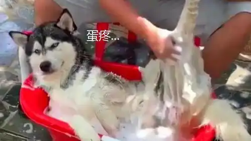  二哈被丢小浴缸洗澡,因表情有趣走红,狗心好累