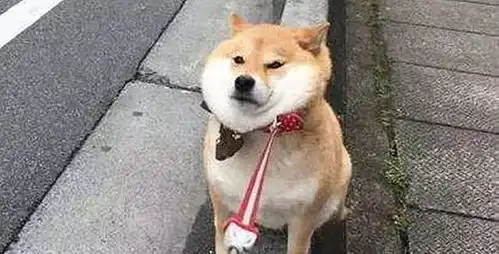 傻眼表情包狗狗平衡