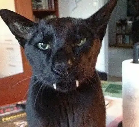  黑猫长了一副长牙齿,表情看似狰狞,其实耍得了酷卖得了萌
