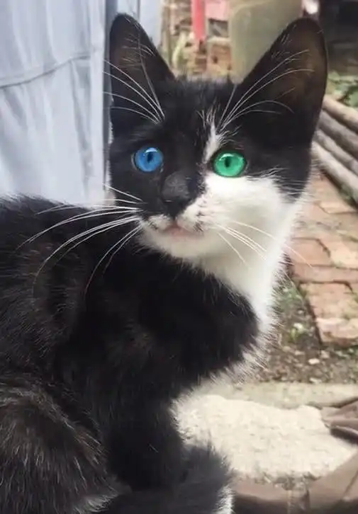  农村偶遇一只小黑猫,猫转过头的那一瞬间,网友沸腾起来极品猫