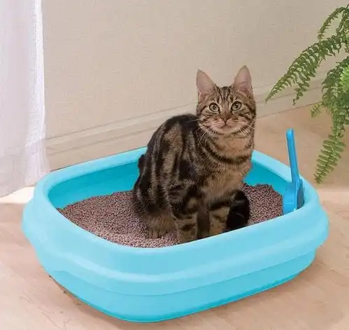  猫咪看我七十二上